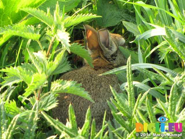 SX18092 Young rabbit (Oryctolagus cuniculus) hiding in grass